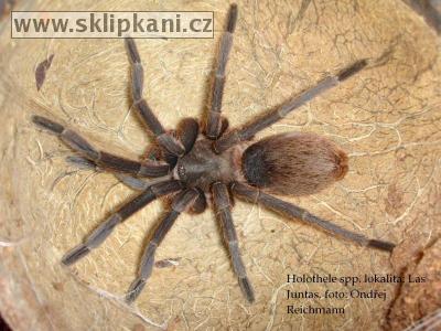 Stichoplastoris_sp._"Las_Juntas"